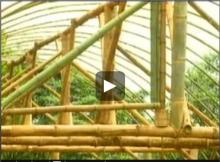 Estufa de bambu para cultivo de hortaliças é 10 vezes mais barata
